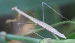Bistanta mexicana