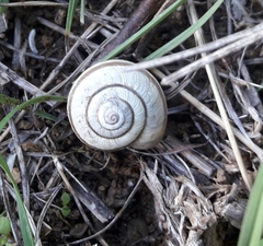 Xerolenta obvia
