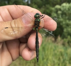 Somatochlora flavomaculata