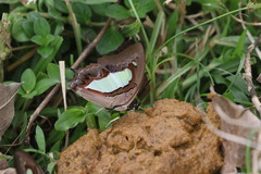 Polyura