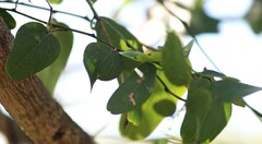Cocculus diversifolius