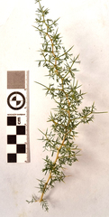 Asparagus suaveolens
