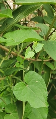 Mikania cordifolia