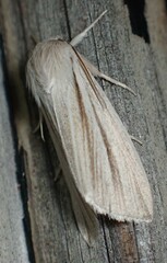 Acronicta insularis