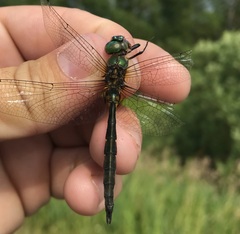 Somatochlora flavomaculata