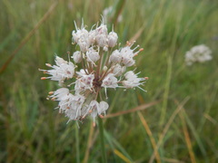 Allium suaveolens