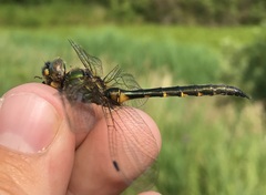 Somatochlora flavomaculata