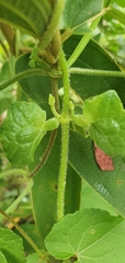 Mikania cordifolia