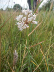 Allium suaveolens