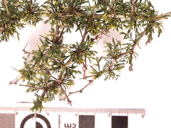Asparagus suaveolens