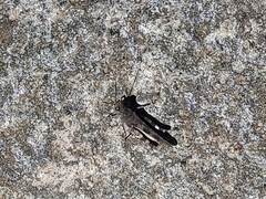 Oedipoda germanica