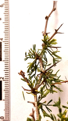 Asparagus suaveolens