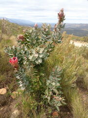 Protea eximia