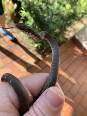 Coluber constrictor paludicola
