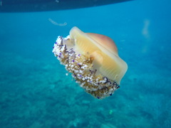 Cotylorhiza tuberculata