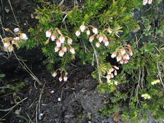 Phyllodoce × intermedia