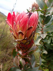 Protea eximia