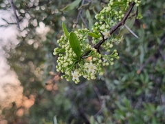 Gymnosporia buxifolia