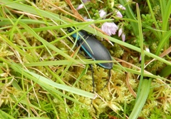 Carabus violaceus