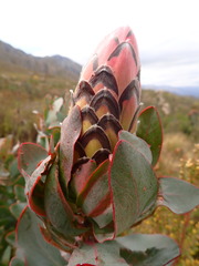 Protea eximia