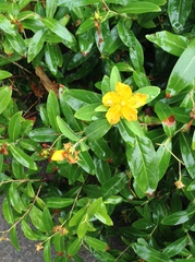 Hypericum monogynum
