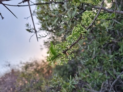 Gymnosporia buxifolia