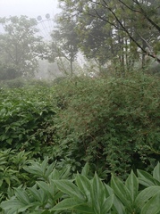 Indigofera bungeana
