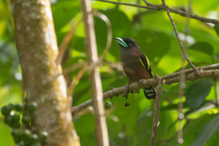 Eurylaimus javanicus