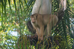 Macaca nemestrina
