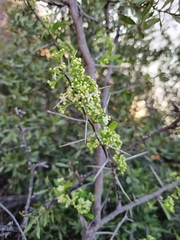 Gymnosporia buxifolia