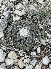 Mammillaria heyderi