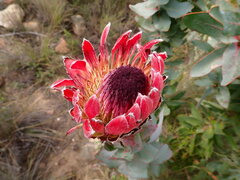 Protea eximia