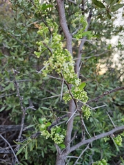 Gymnosporia buxifolia
