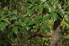 Auranticarpa rhombifolia