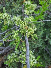 Gymnosporia buxifolia