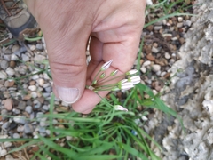 Nothoscordum gracile