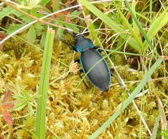 Carabus violaceus