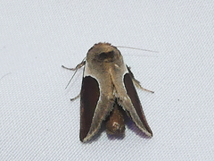 Prolimacodes badia