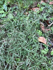 Muhlenbergia schreberi
