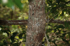 Auranticarpa rhombifolia
