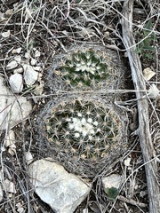 Mammillaria heyderi
