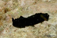 Tytthosoceros nocturnus