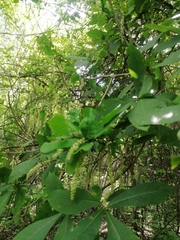 Coccoloba diversifolia