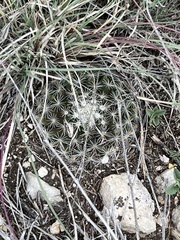 Mammillaria heyderi
