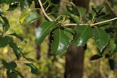 Auranticarpa rhombifolia