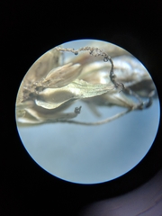Carex cephalophora