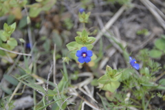 Lysimachia arvensis caerulea