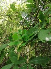 Coccoloba diversifolia