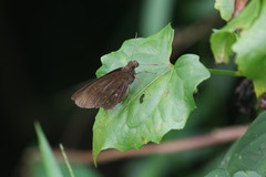 Ancistroides nigrita