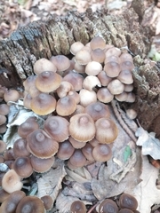 Mycena maculata